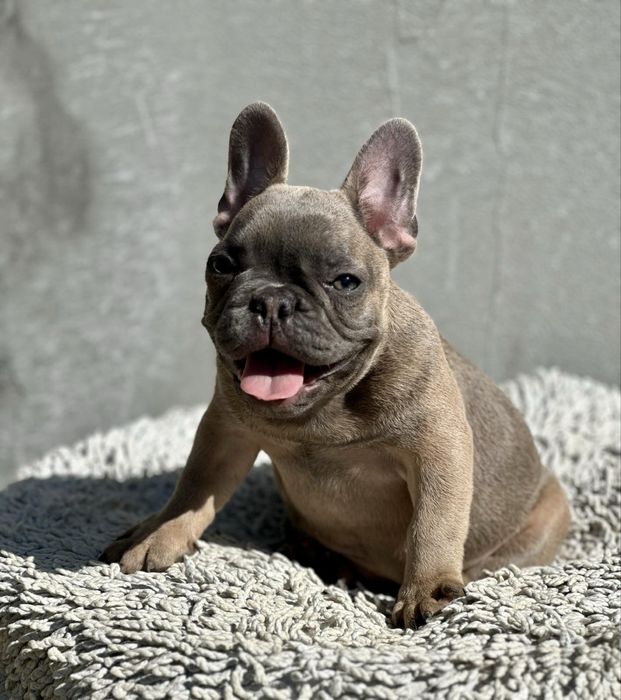 Супер французики с документами