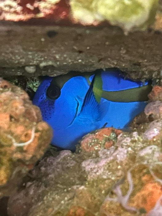 Akwarium morskie dzialajace 650l, szafka z calym życiem i osprzętem