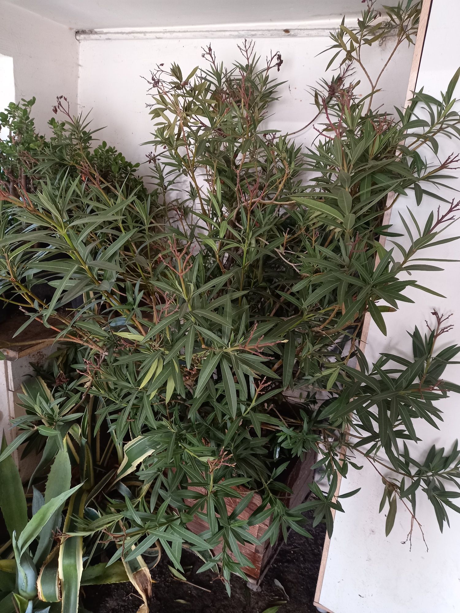 Oleander wysokość 170cm