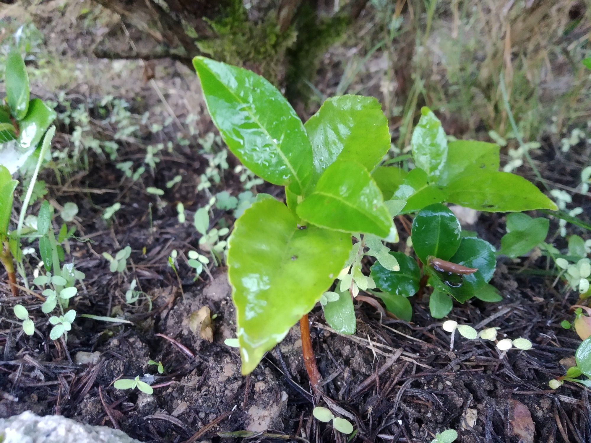 Camélia Japoneira replantar