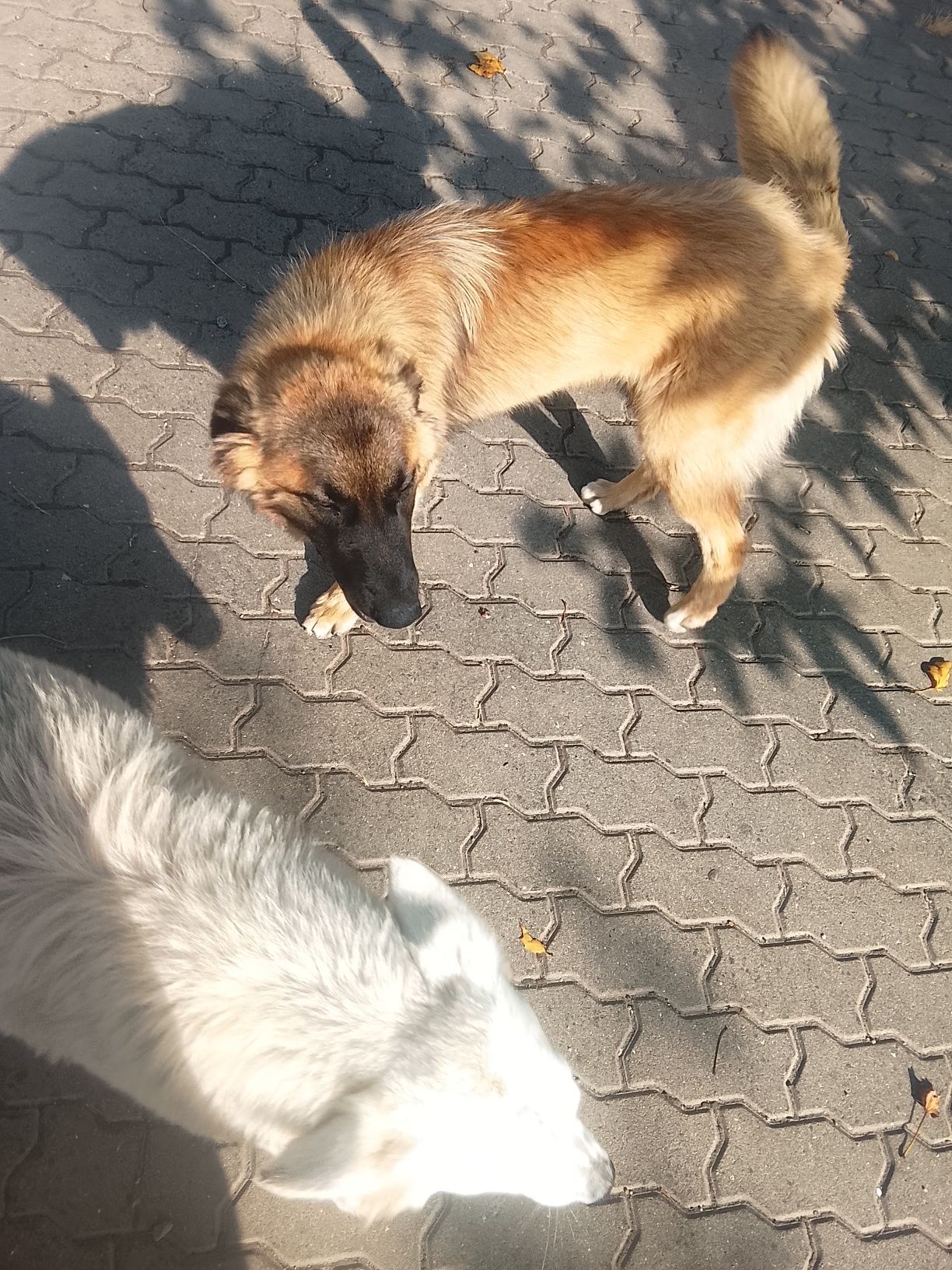 Cão para adopção