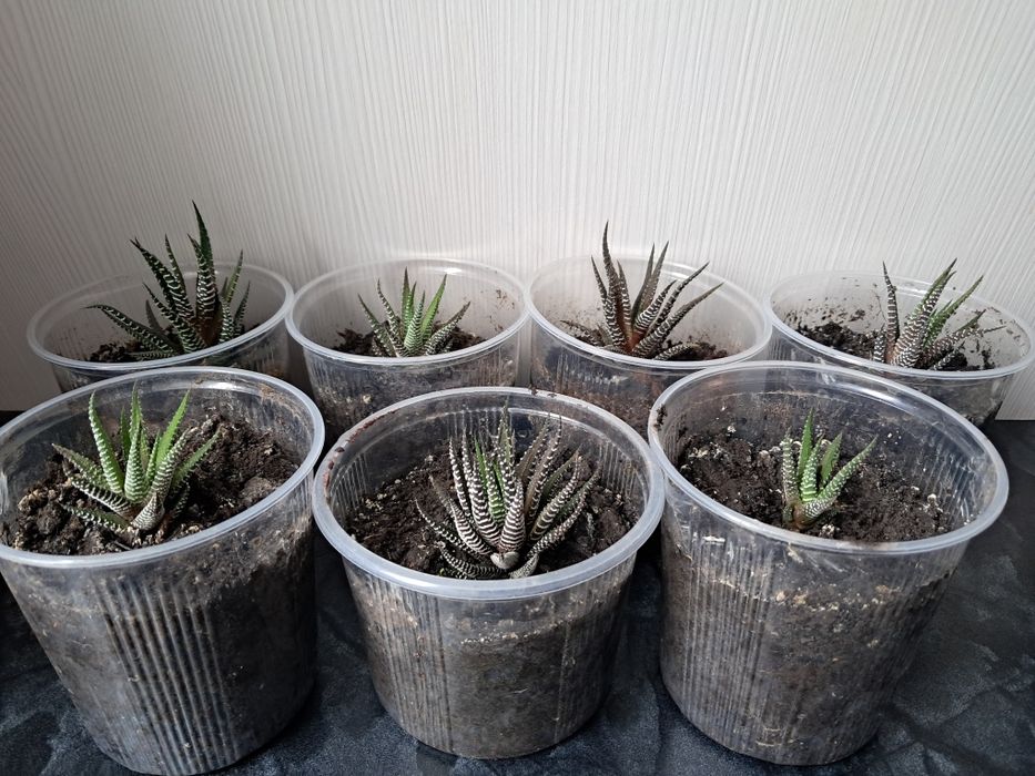 Кустики суккулент хавортия полосатая 5 см