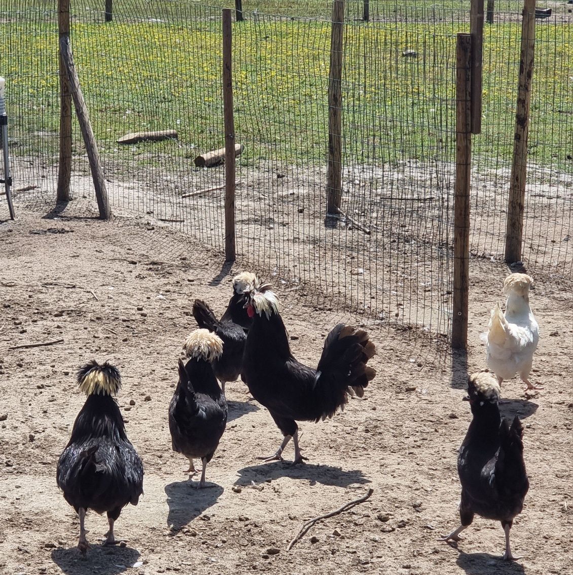 Galinhas Paduanas