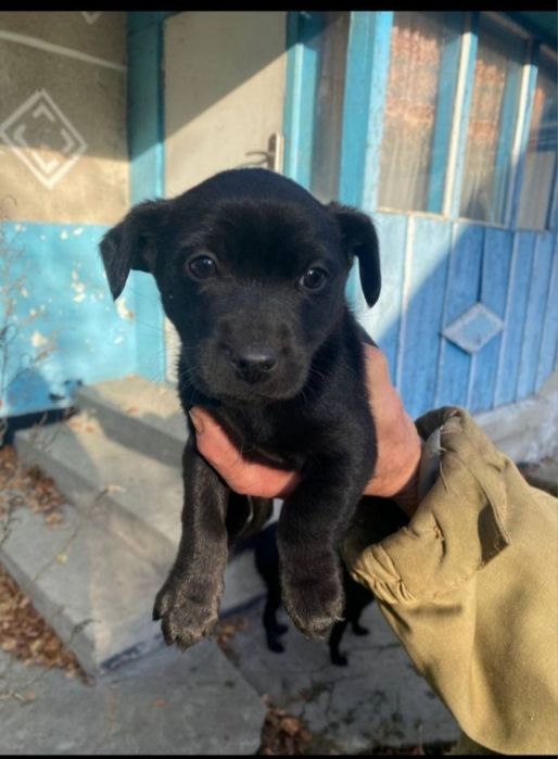 Візьміть маленьке чудо в дім! Хлопчики та дівчатка є