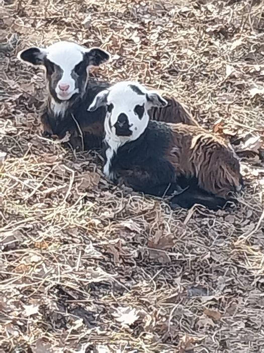 Продам діючий бізнес-вівчарство.