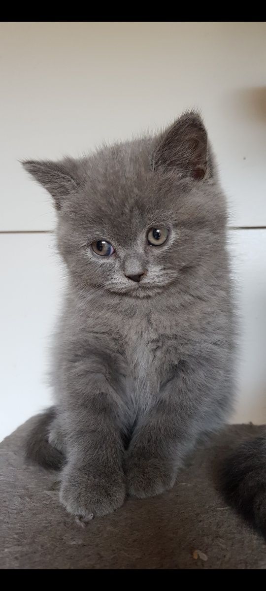 Śliczny Kot Kocur Cezar Niebieski Krótkowłosy z PRAWEM HODOWLANYM