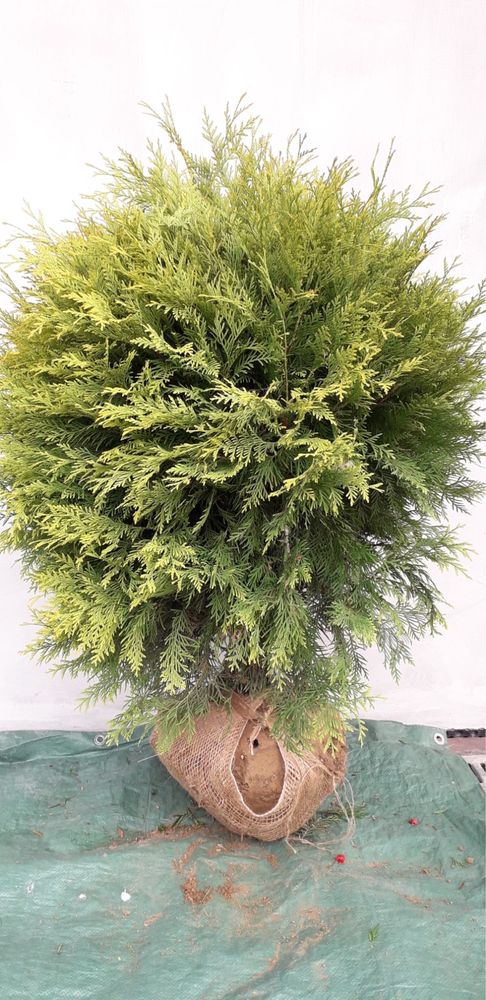 Thuja Golden Globe (kula)