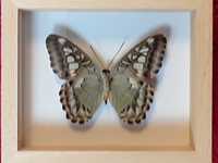 Motyl w ramce / gablotce 12x10 cm . Parthenos sylvia 70 mm . Indonezja