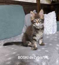 Czarny ticked kocurek Maine Coon