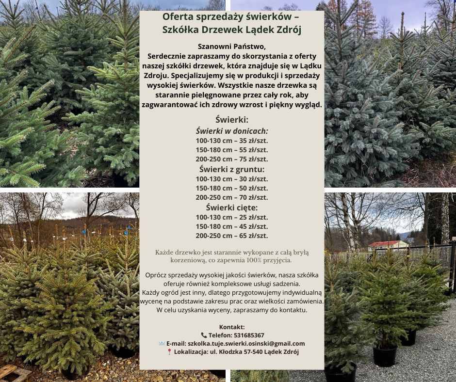 Świerk srebrny choinki TRANPOSRT SADZENIE plantacja producent