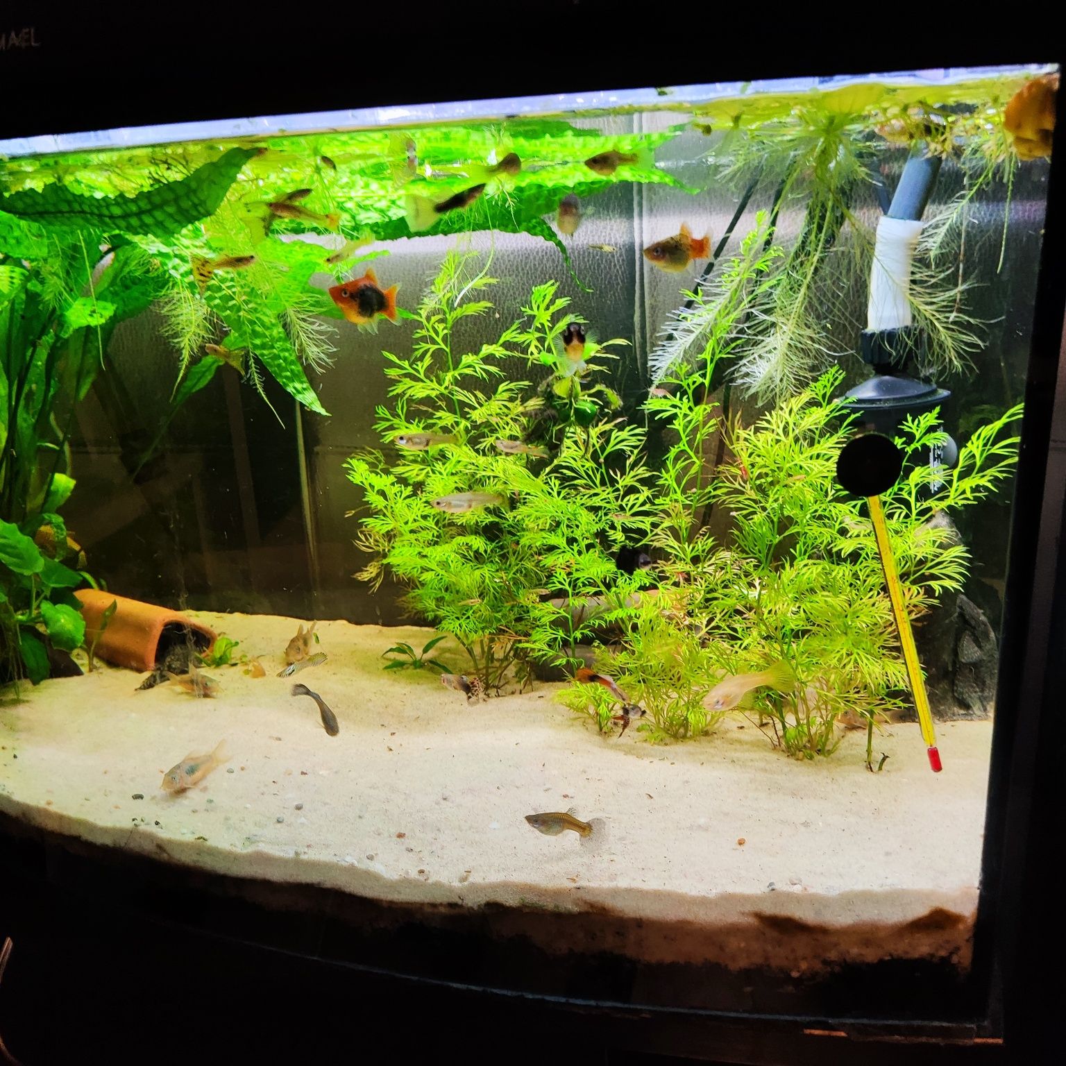 Akwarium panoramiczne 120l z życiem