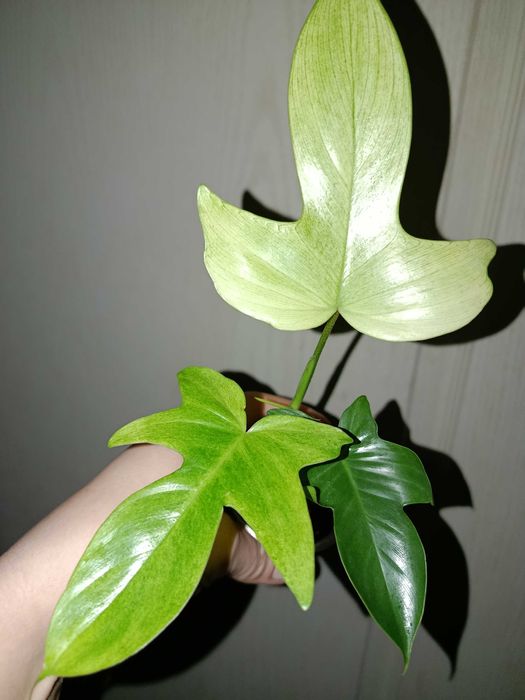 Филодендрон Флорида Бьюти Альба