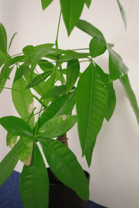 Sigma 10-20 3.5 DC HMS Canon EF