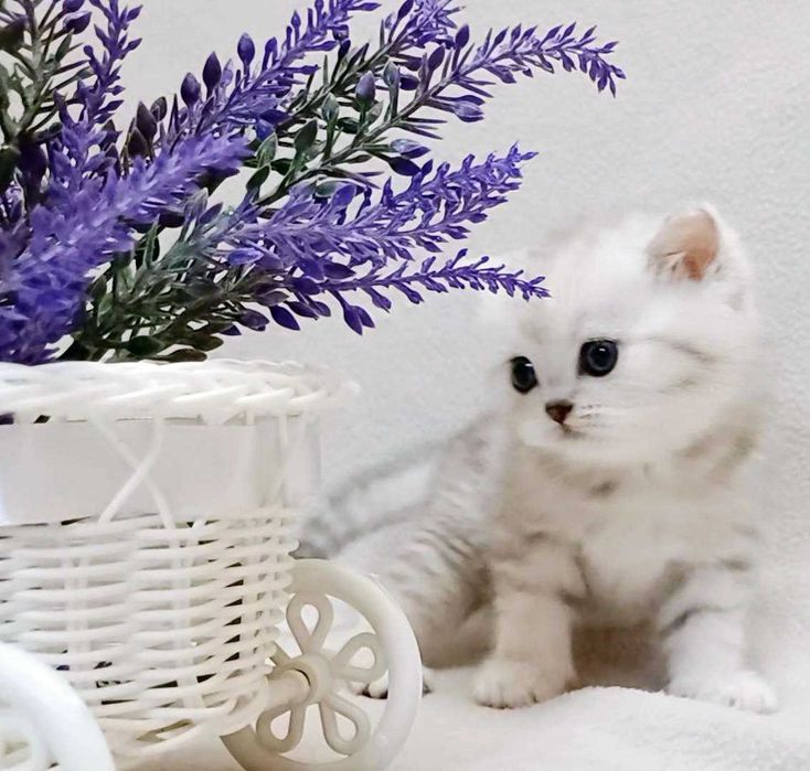 Чистокровні , неймовірно чарівні маленькі гарнюні