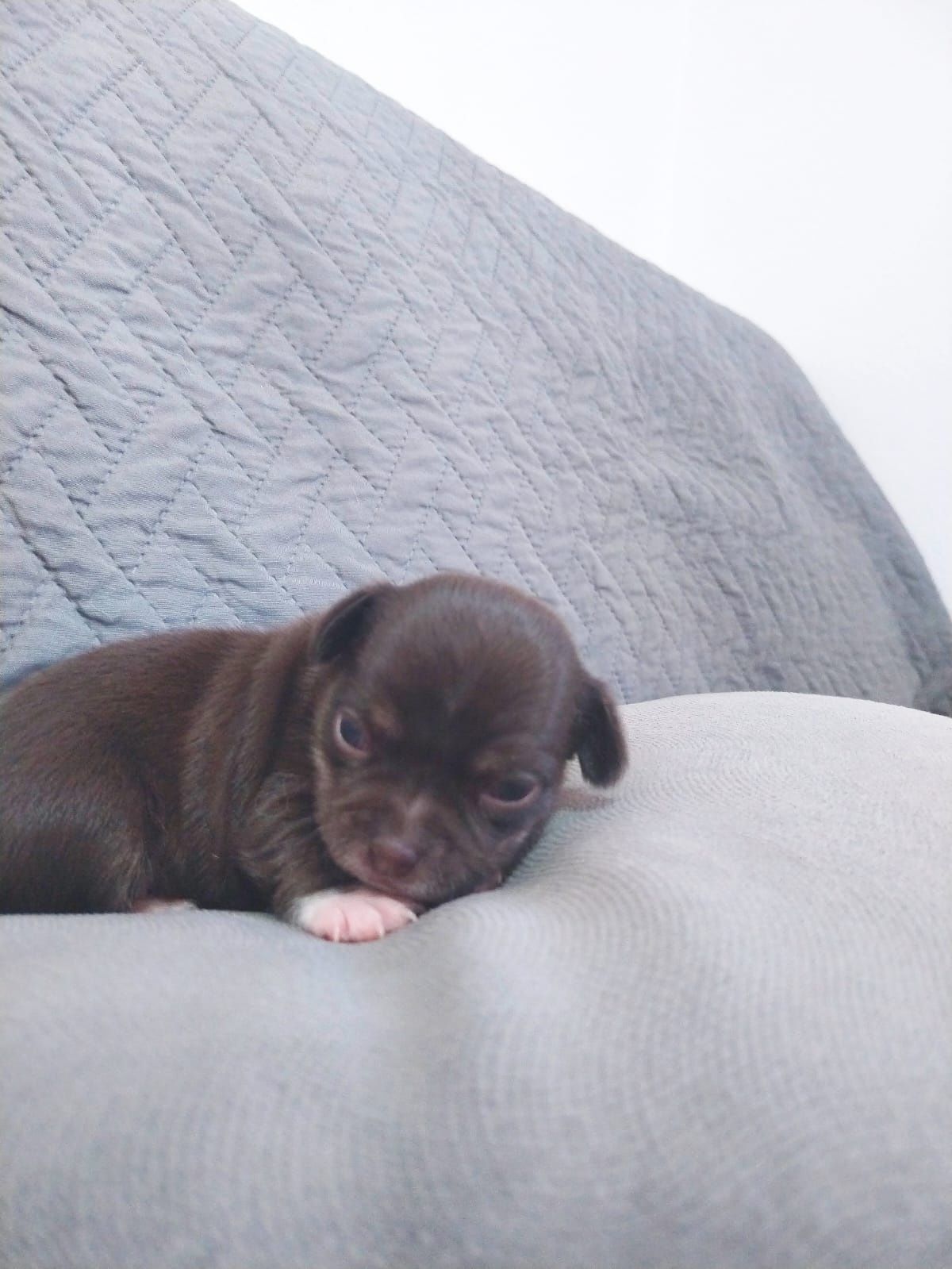 Bebe chihuahua castanho chocolate