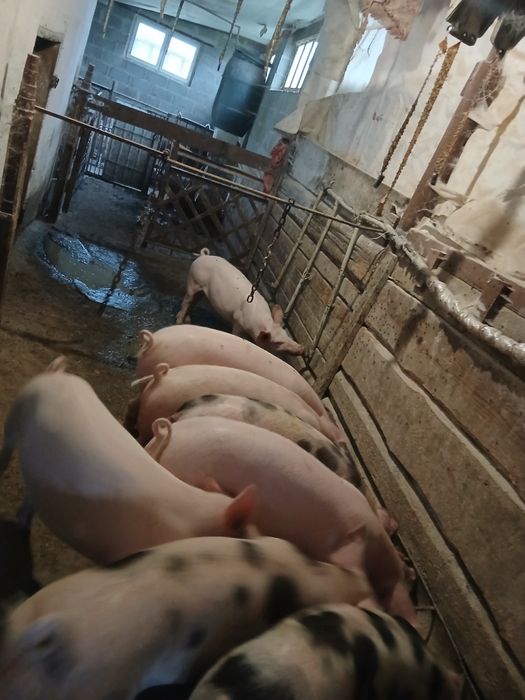 Продам поросята  домашні