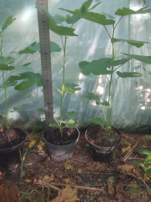 Sadzonki figi "Brown Turkey"