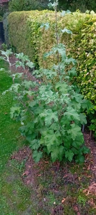 Sprzedam dużą sadzonki malwy drzewiastej, krzew wieloletni