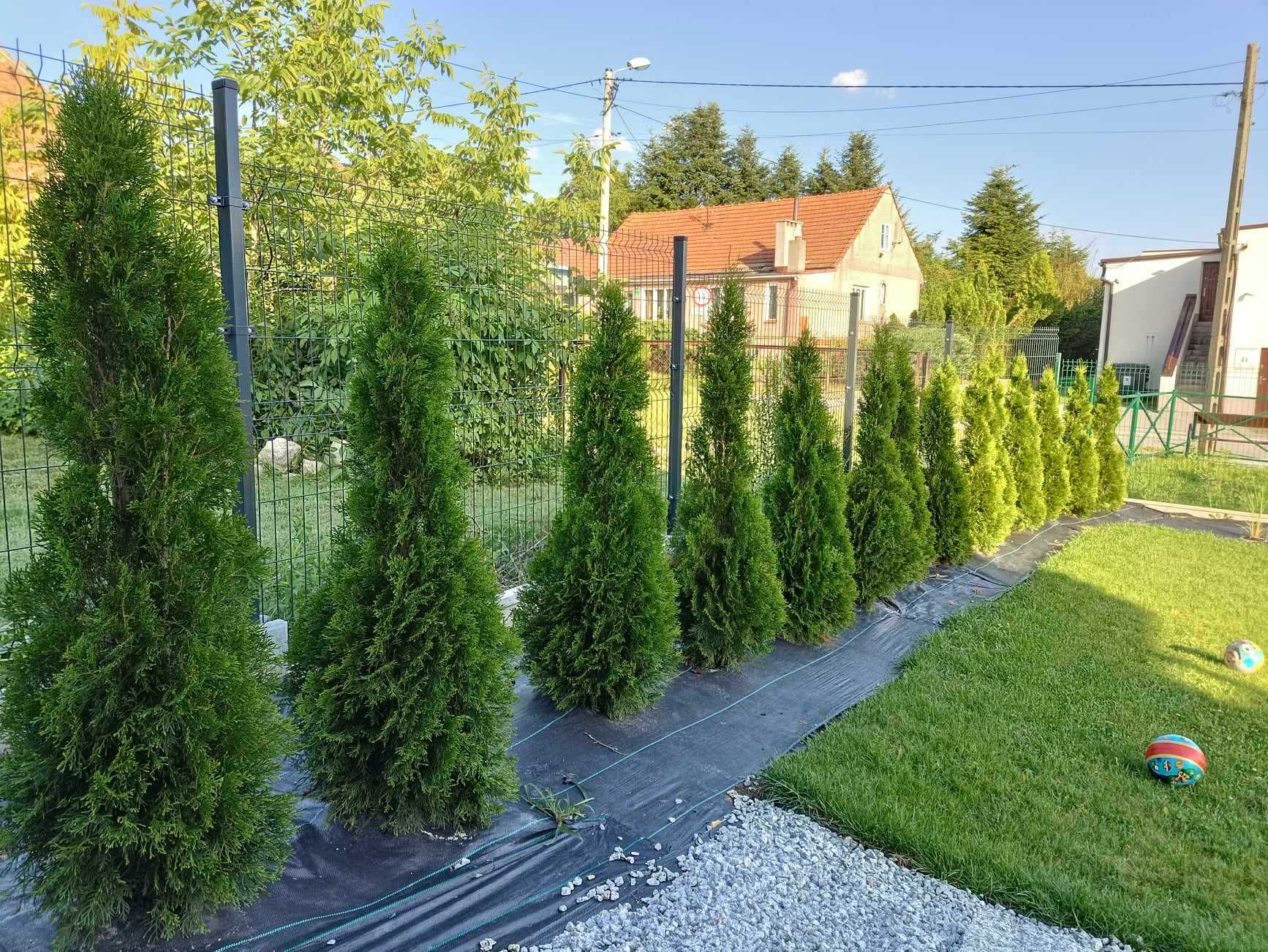 tuja thuja szmaragd 140cm, gęsta bogato ukorzeniona