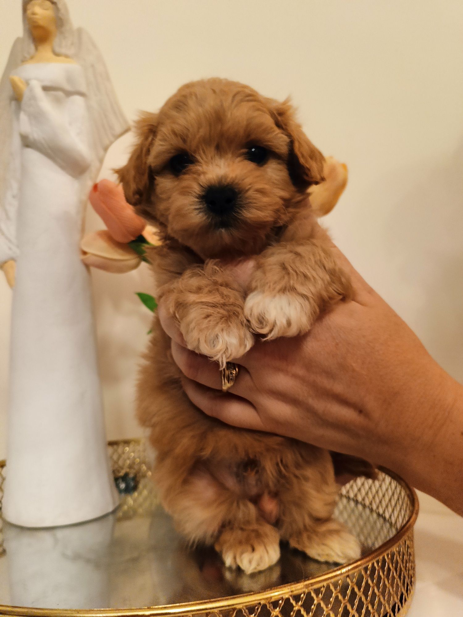 śliczny chłopak maltipoo