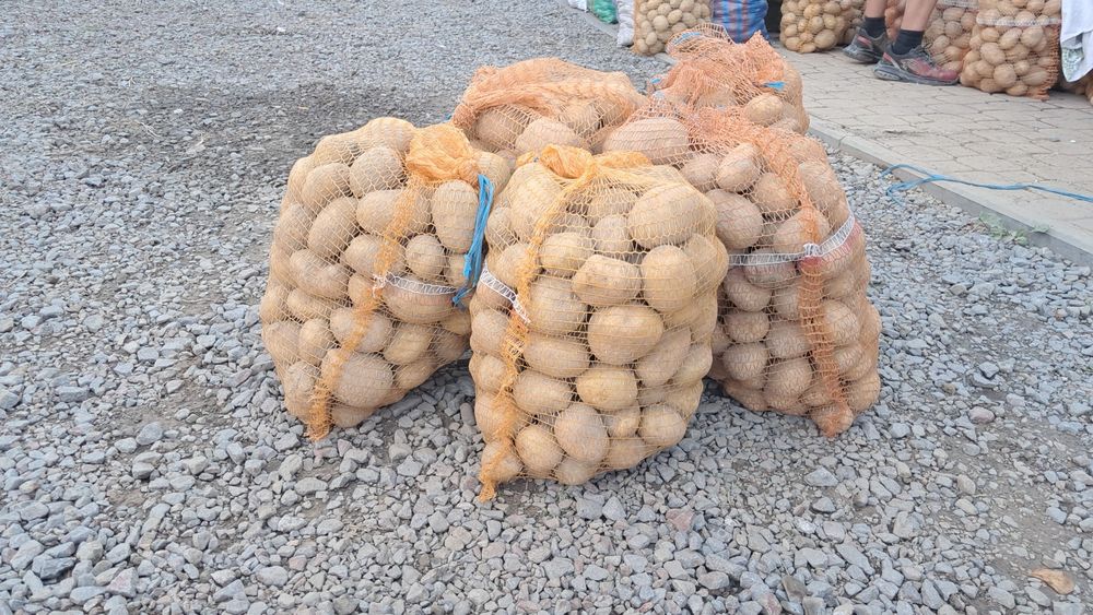 Ziemniaki ekologiczne Soraya