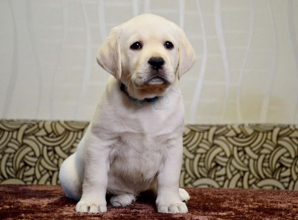 Цуценята лабрадор ретривер!