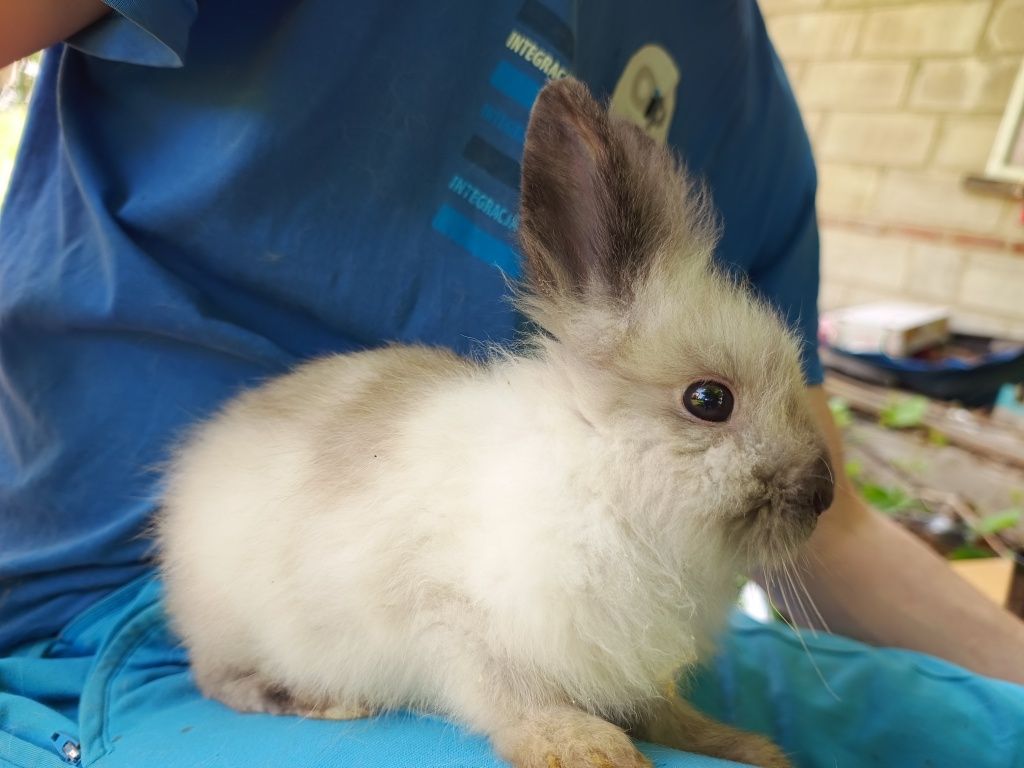 Miniatury króliczków angor,Karzełek Teddy