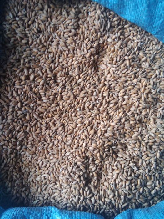 Sprzedam Pszenżyto i Pszenice