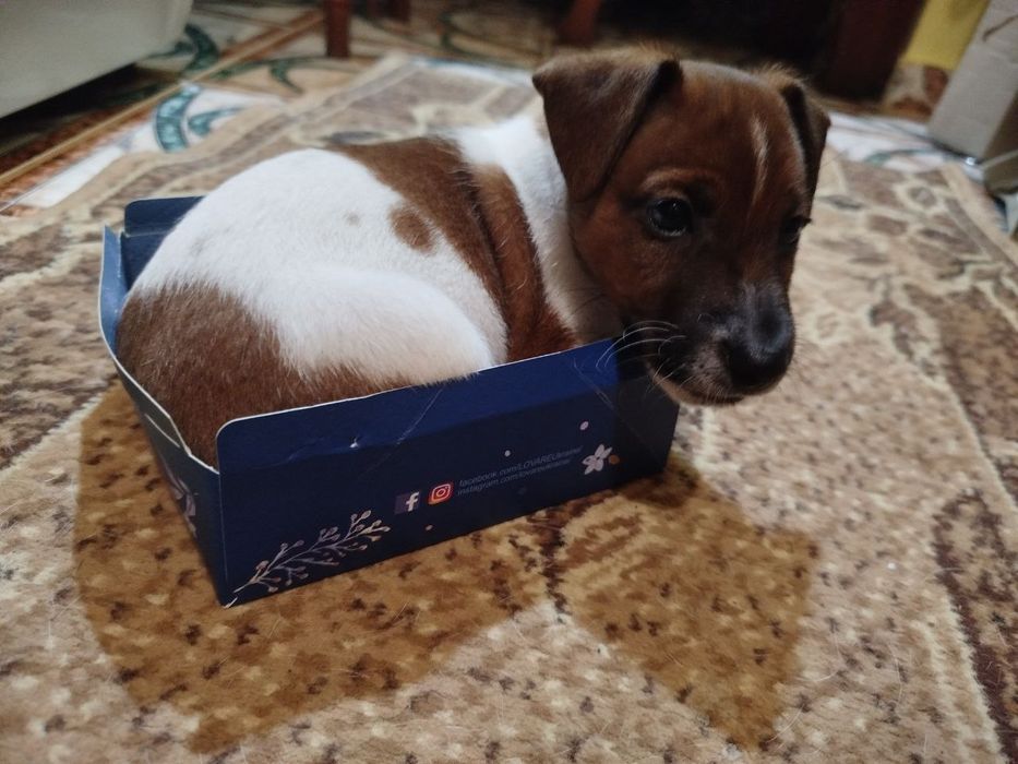 Цуцики Джек-Рассел 1хлоп 3 дівчинки