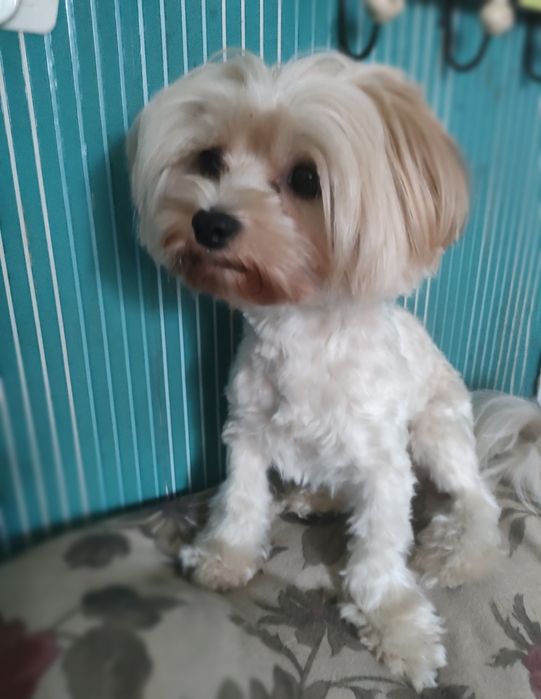York Yorkshire Terrier Golddust