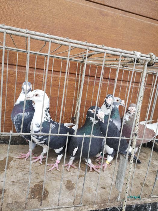 Sprzedam gołebie staropolskie samice