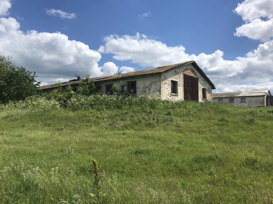 Ферма корівник.          .