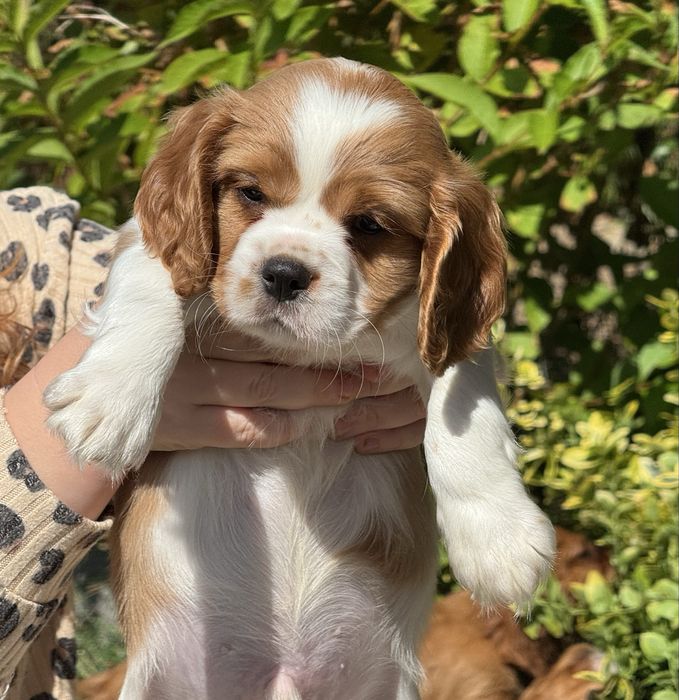 Cavalier king charles spaniel piesek szczeniak z rodowodem