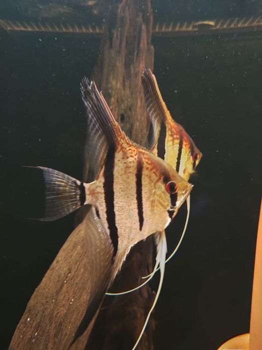 MISIEKZOO Pielęgnice - Skalary Santa Isabel