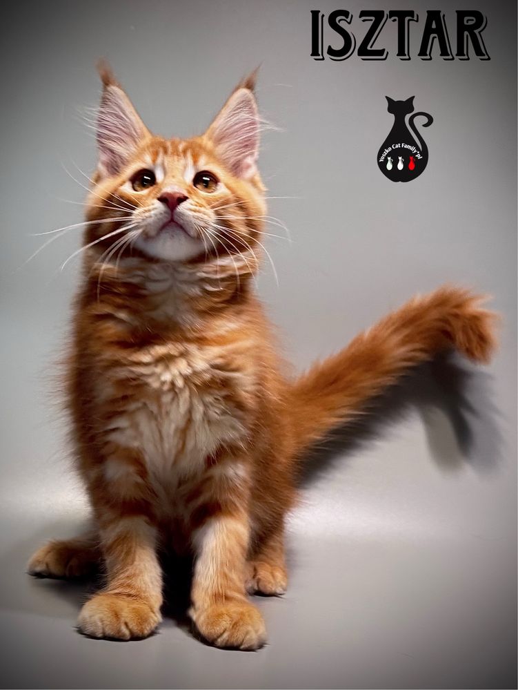 Maine Coon kocurek Rudy pregowanyREZERWACJA