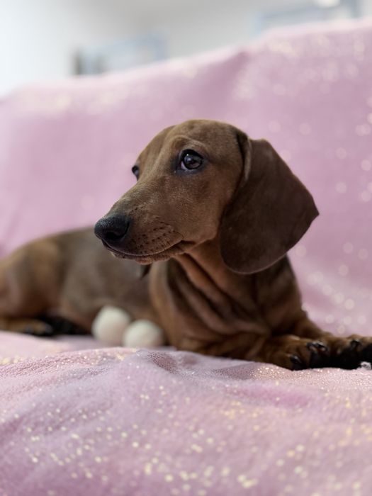 Teckel excelente menina