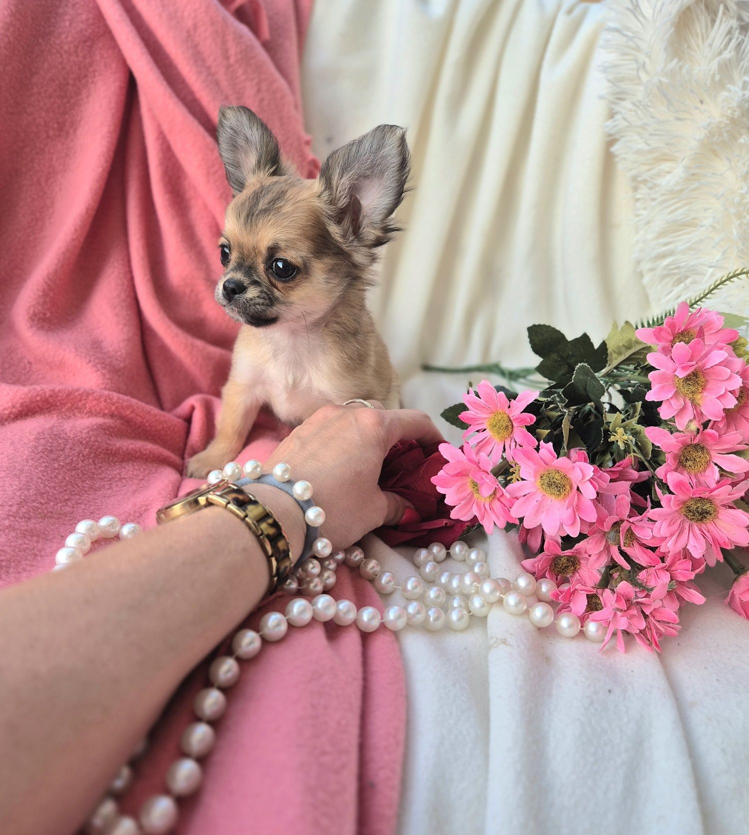 Śliczna Długowłosa Sunia Chihuahua! XS