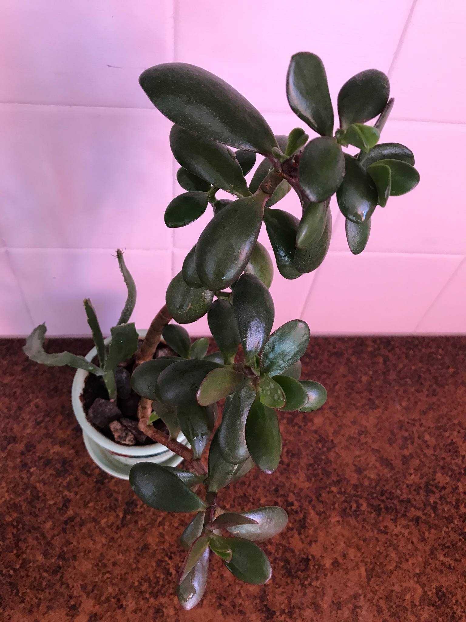Толстянка денежное дерево (Crassula ovata)  3шт. растение вазон