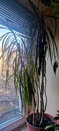 Кімната рослина Драцена