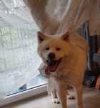 Akita do adopcji