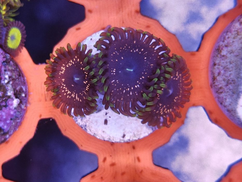 Psychosis Zoanthus, Corais de água salgada