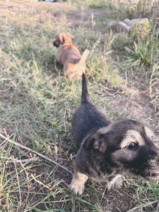Срочно отдам трёх щенков девочек