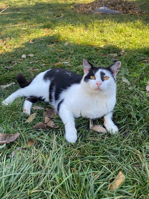 Котик Чіп шукає дім