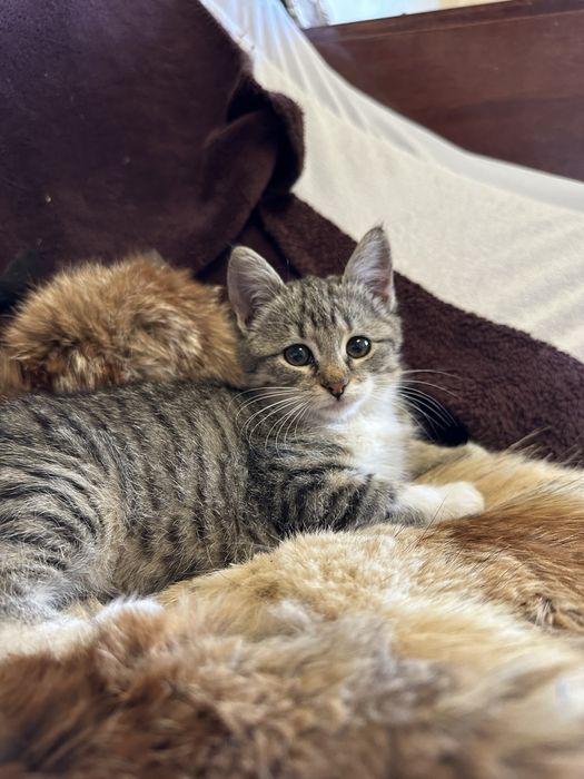 Котёнок домашний 3 месяца