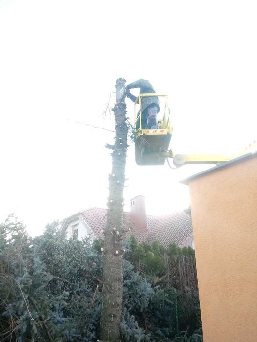 Wycinka i przycinka drzew