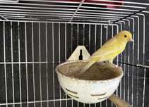 Casal de canários