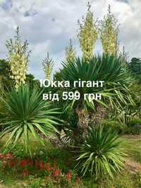 Юкка глоріоза  yucca gloriosa giant деревовидний сорт  гігант для саду