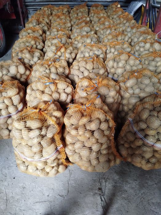 Ziemniaki jadalne BRYZA I TAJFU