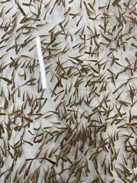 Продається мальок райдужної форелі форель зарибок