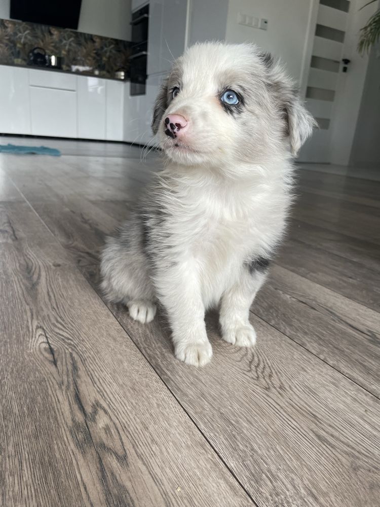 Border Collie Piesek